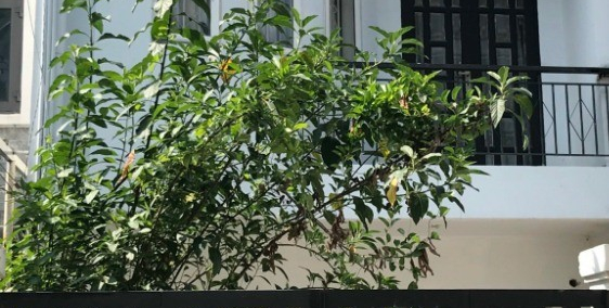 Cho thuê nhà NC 5m*20m, 1 trệt 2 lầu, 14tr/th,sân đậu xe hơi, Đ.Trưng Trắc B –