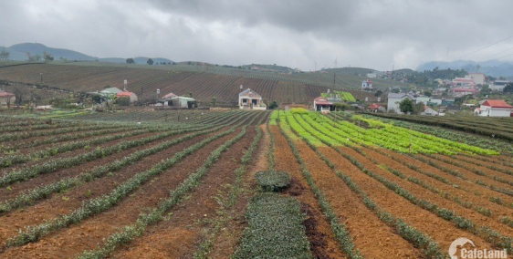 Đầu tư lướt sóng ở Mộc Châu? Khả năng sinh lời hấp dẫn, KHÔNG THỂ BỎ QUA