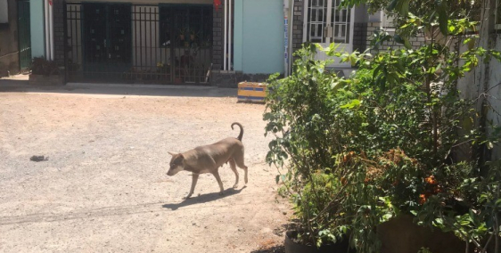 Nhà và 4 phòng trọ Biên Hòa 156m 3.1ty