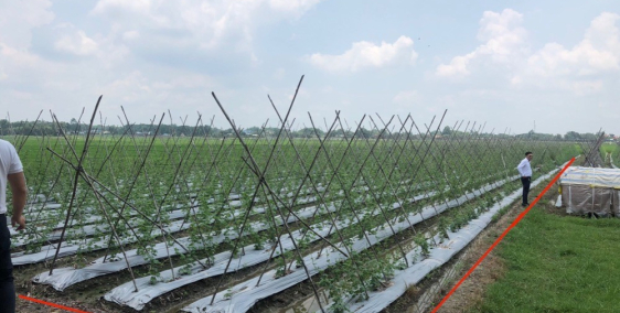 Đất ngay TL7 Củ Chi mặt tiền đường bê tông