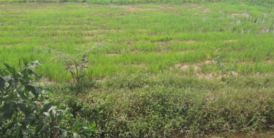 đất nền Tân Phú Trung- Củ Chi, chỉ 5,4tr/m