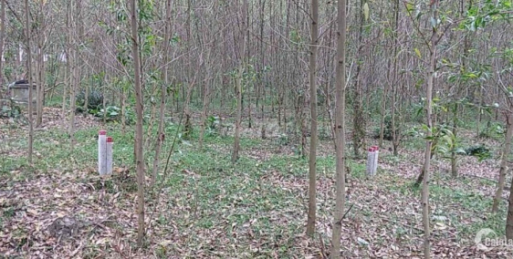 Đất xã Lộc Bổn -  Phú Lộc giá siêu rẻ diện tích lớn