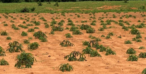 Gần 7 sào đất vườn huyện bắc bình gần liên huyện và safari 837tr Lh 0938677909