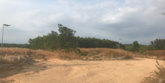 Đât trồng cây lâu năm ( Tràm ) Keo