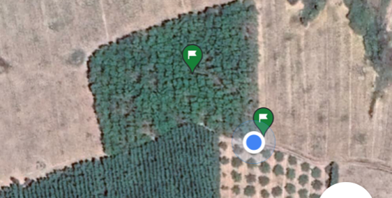 Đất trồng cao su đang cho thu hoạch mủ