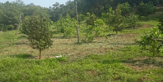 Bán 5.5 ha đất vườn vừa điều, cao su và sầu riêng. Đường lớn cách DT741 200m