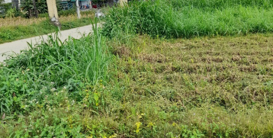 Đất BHK xã Tịnh An, gần trạm y tế xã Tịnh An, chợ Gò