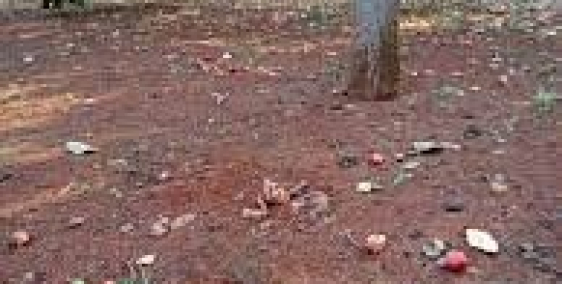 9 Lô Đất vườn Bình Châu - Gần Suối Nước Nóng sổ riêng công chứng ngay