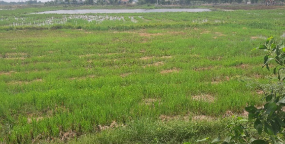 Đất nền Củ Chi_Tân Phú Trung chỉ 5tr/m đã có sổ riêng