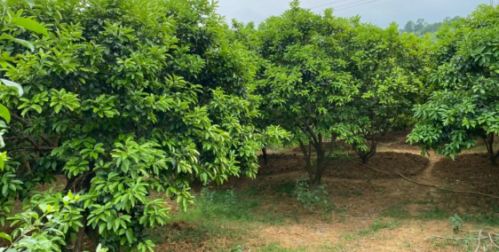 1554m2 có 400m2 thổ cư - HUYỆN TÂN LẠC HOÀ BÌNH