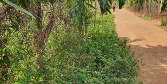 Bán lô đất mặt tiền đường bê tông Thôn 2 Cư Suê.