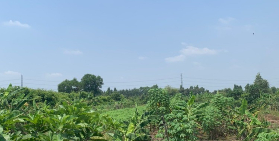 Đất cần bán view Sông Sài Gòn SHR