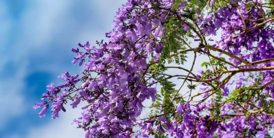 Bán Nhà Có 14 Căn Hộ Cho Thuê.Có Doanh thu Ngay Gần Khu Hòa Bình Phường 2 Đà Lạt