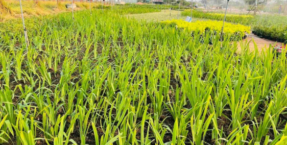 Cần tiền làm ăn bán giá gốc lô đất 120m2,giá 1,9 tỷ,dự án t&t city millennia