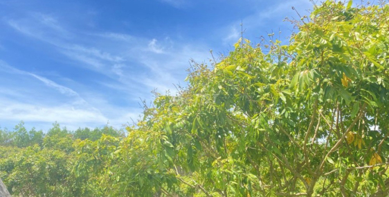 bán lô đất bình châu mặt tiền 37m sổ hồng riêng phù hợp nhà vườn