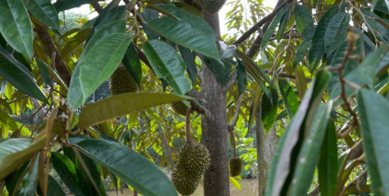 Gia đình cần tiền muốn sang lại nhà ở và đất rẫy liền kề