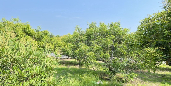 bán lô đất 1005m2 mặt tiền đường nhựa,suối Bang