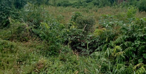 Đất vườn mt rạch xã Trung An DT 3200m2 Giá 1,7tr m2