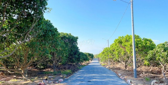 Hàng hot đất Bình Châu, có sẵn vườn nhãn, gần suối nước nóng Osen