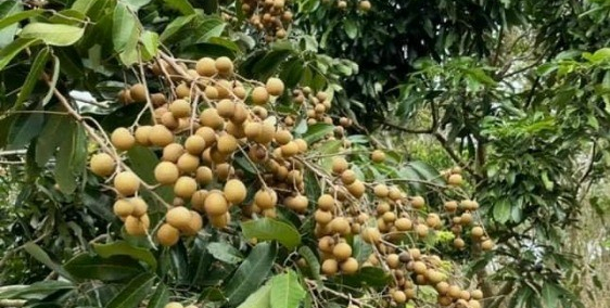 Bán lô đất vườn nhãn bên suối nhà vườn nghỉ dưỡng