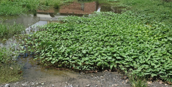 ĐẤT KHU CN HOÀNG GIA 100M2 CHỈ 1TỶ2