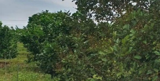 Bán gấp vườn bưởi view sông giá rẻ tại Trảng Bom, Đồng Nai. Cách quốc lộ 1A  2km
