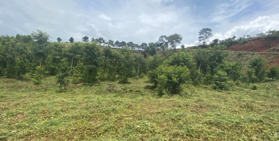  Đất vườn đầu tư giá F0 tại Đăk Nông 30 nền duy nhất 