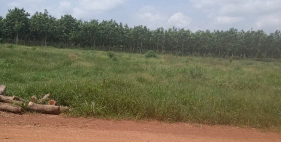 Thiếu nợ cần bán gấp lô đất xã Minh Lập, Bình Phước,dt 250m2 ,giá 300tr