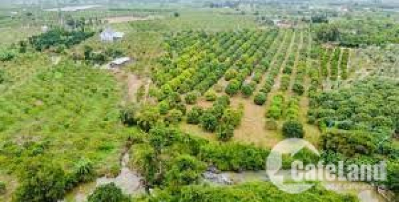 ĐẤT VƯỜN BÌNH CHÂU - BÀ RỊA VŨNG TÀU