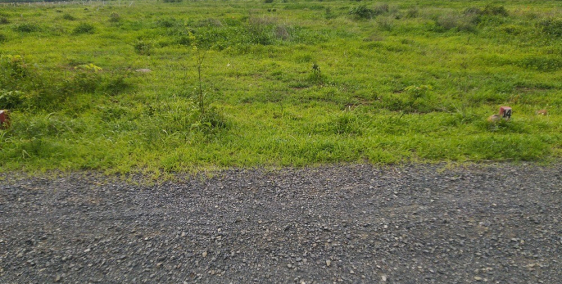 Chỉ còn 1 lô duy nhất giá rẻ dễ đầu tư tại đất đỏ cho ace nào nhanh tay sở hữu.