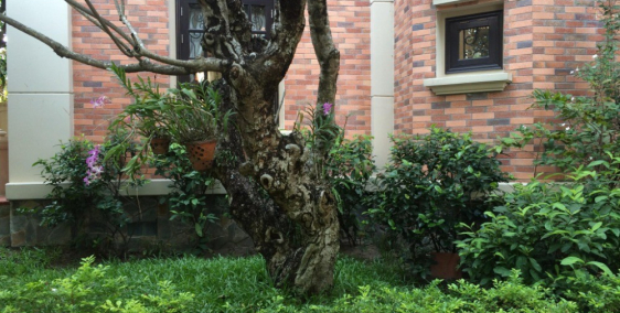 BÁN BIỆT THỰ THẢO ĐIỀN Q2 TPHCM. DT 974M2. ĐANG CHO THUÊ 14.000USD/TH