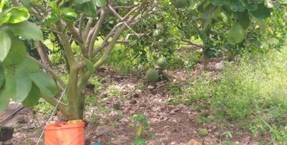 Bán đất trồng cây ăn trái, đường xe ôtô vào đất, dt 19000m2, đường xe ôtô vào đấ