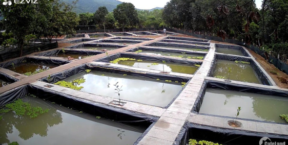 bán đất vườn diện tích 3000m2, đang nuôi Ốc Bươu Đen