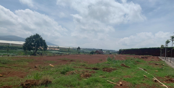 ĐÀ LẠT PEARL - CHỈ CÒN 15/80 LÔ CUỐI CÙNG