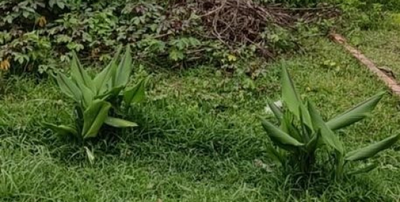 Chủ gửi bán lô đất đẹp tại ấp giồng lớn, xã Mỹ Hạnh Nam, Đức Hòa,Long An.