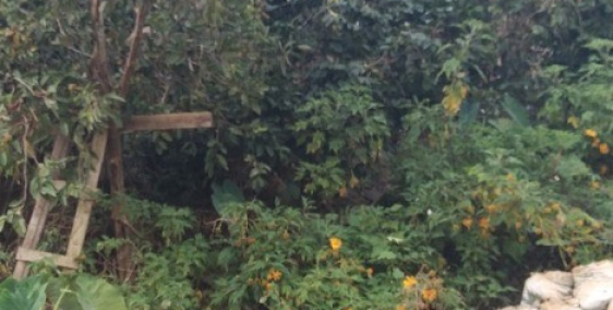 CẦN BÁN GẤP 48M2 ĐẤT NÔNG NGHIỆP TP ĐÀ LẠT