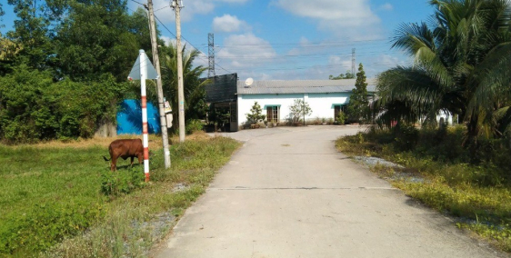 CHỦ NGỘP BÁN  ĐẤT VƯỜN 522M2 SHR ĐƯỜNG NGUYỄN THỊ RÀNH, NHUẬN ĐỨC CỦ CHI 1.65TỶ