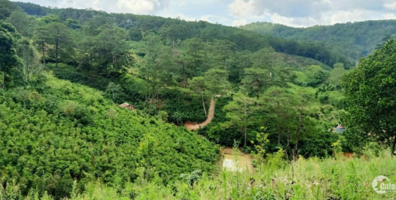 CẦN BÁN GẤP 11 HEC ĐẤT Ở MIMOZA, ĐÀ LẠT