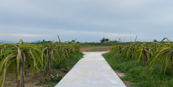 Xuân Điền- Hàm Hiệp - 1,8 Sào CLN - Đường Bê Tông - Cách PT 7Km - Giá chỉ 600