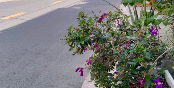 Bán nhà HXH Phạm Văn Chiêu 83m2 7.5 tỷ, gần Chợ Thạch Đà.