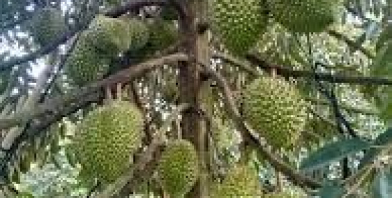 cần bán 2,1ha đất trồng sầu riêng và bơ tại daklak