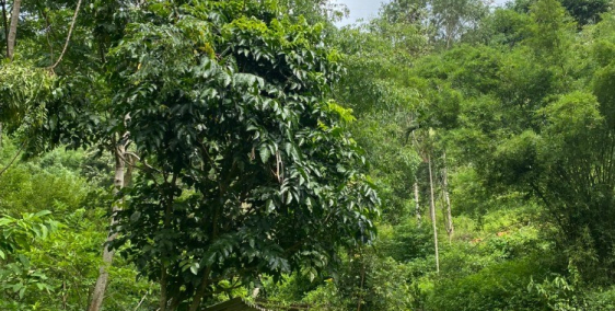 hơn 1,8ha đất có thổ cư, mềm như bún