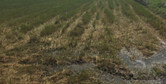 Chủ ngộp giảm giá bán 14 công ruộng, thị trấn Một Ngàn, Châu Thành A.