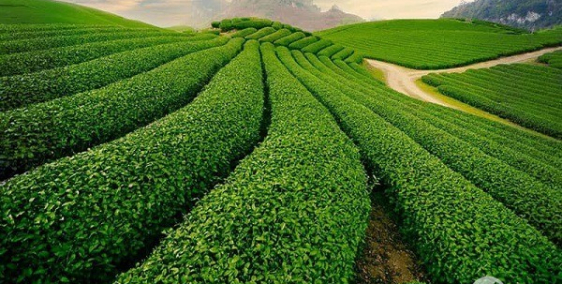 Đất nền Lộc Châu, Bảo Lộc- Khu biệt thự nghĩ dưỡng Thanh niên Riverside Hill