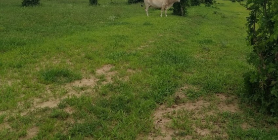 Bán 8459m2 đất sào sông luỹ 140k/m2 vuông có đường gần farm, QL1A  Lh 0938677909