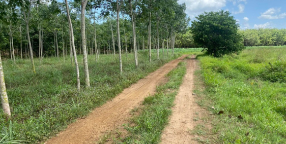 Đât giá rẻ Thạnh Bình, Tân  Biên Tây Ninh