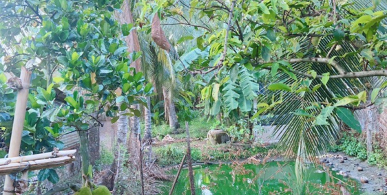 Bán nhà đất xã Long Bình Điền, Chợ Gạo, mặt iền đường nhựa Lộ Kênh Ngang.