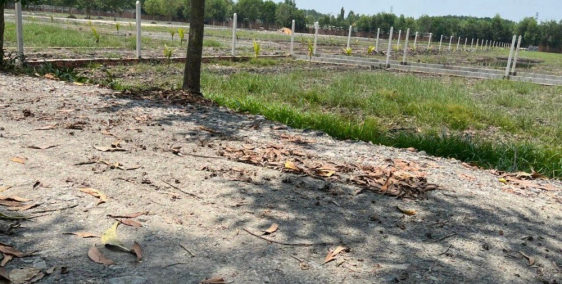 Chính chủ rao bán đất vườn siêu đẹp 1004,9m2 xã Nhuận Đức, Củ Chi giá 1ty9