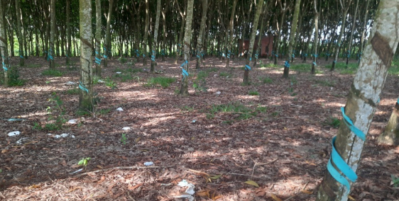 Chủ ngộp, bán lô đất tâm huyêt