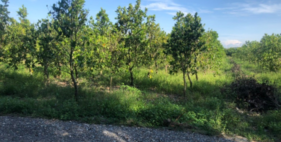 Giá rẻ nhất thị trường 1000m2, đường rộng 6m, MT dài 12m Xã Thanh Sơn, Định Quán